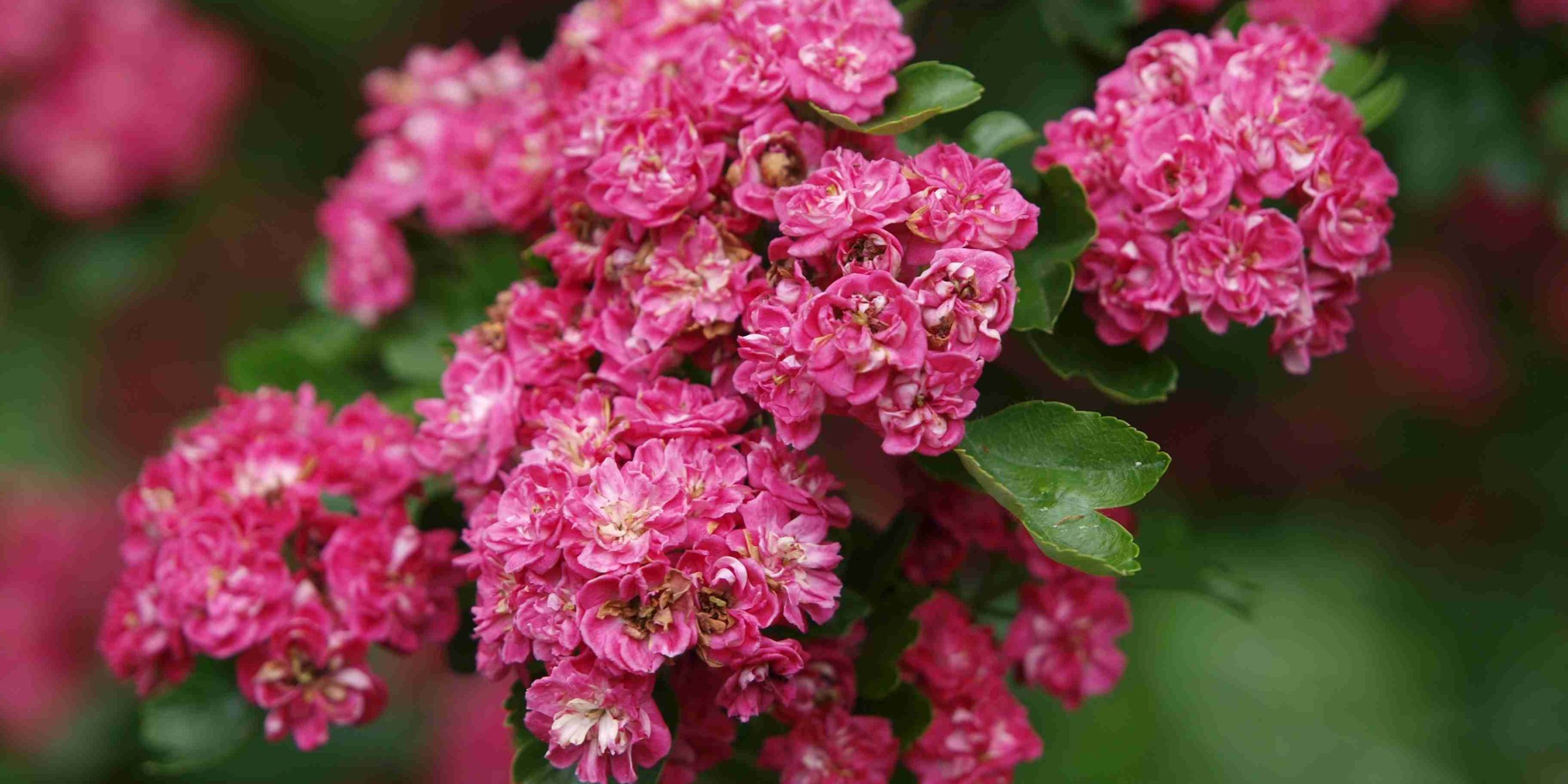 Crataegus lavigiata Paul ´s ScarletP5204158