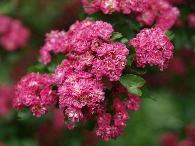 Crataegus lavigiata Paul ´s ScarletP5204158