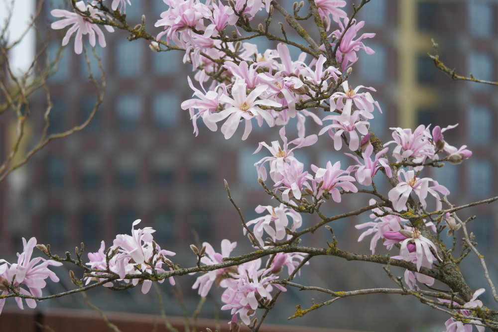 Bega-Magnolia-kobus-4