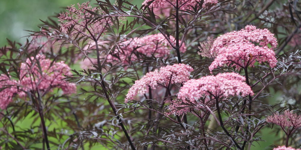 Sambucus nigra ‚Black Lace‘