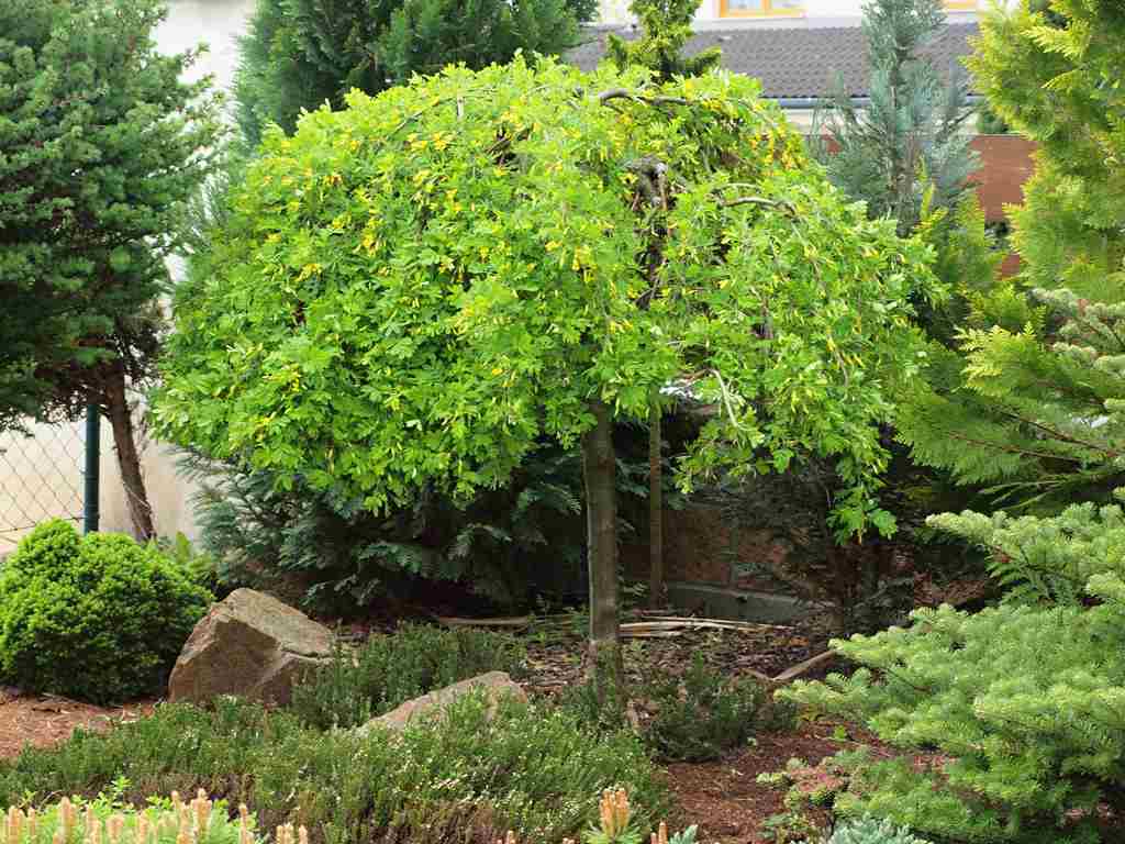 Caragana arborescens 'Pendula'