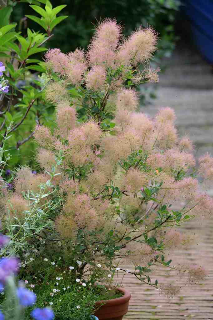 Cotinus coggygria 'Young Lady'