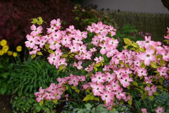 Cornus-florida-svíbovec-floridský-trnava-1