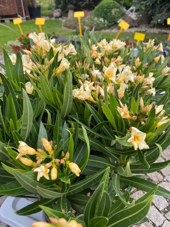 Oleander-predaj-trnava-bega-1