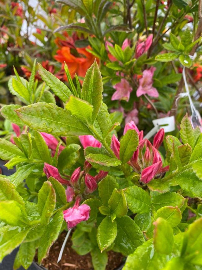 Rhododendron luteum – Azalka opadavá