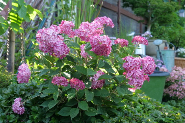 hortenzia-stromcekovita-bega-trnava-5
