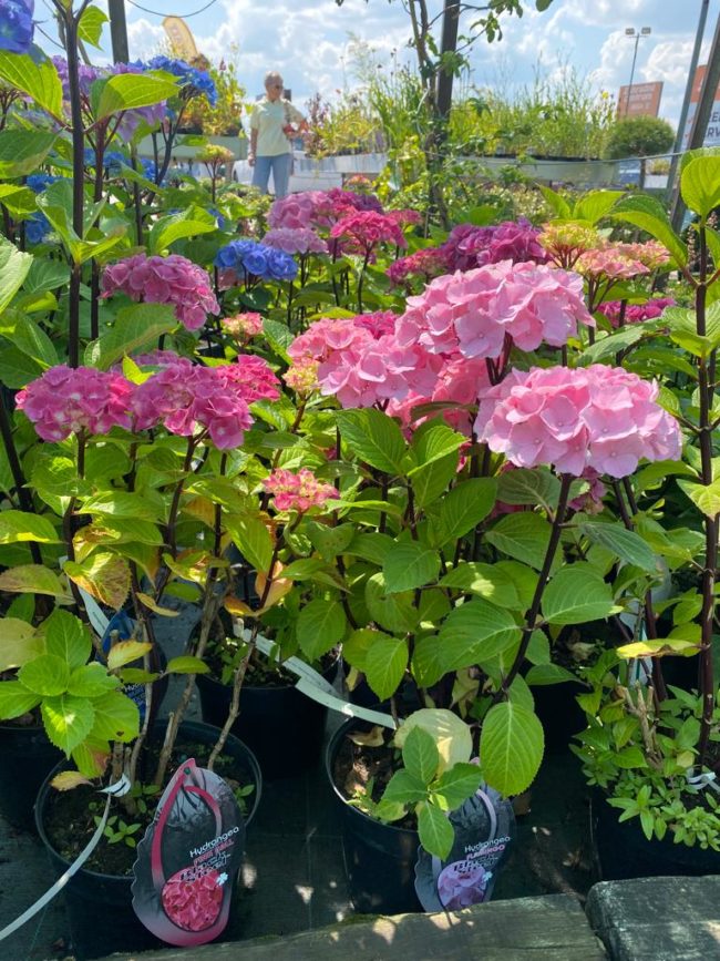 Hydrangea-macrphylla-1
