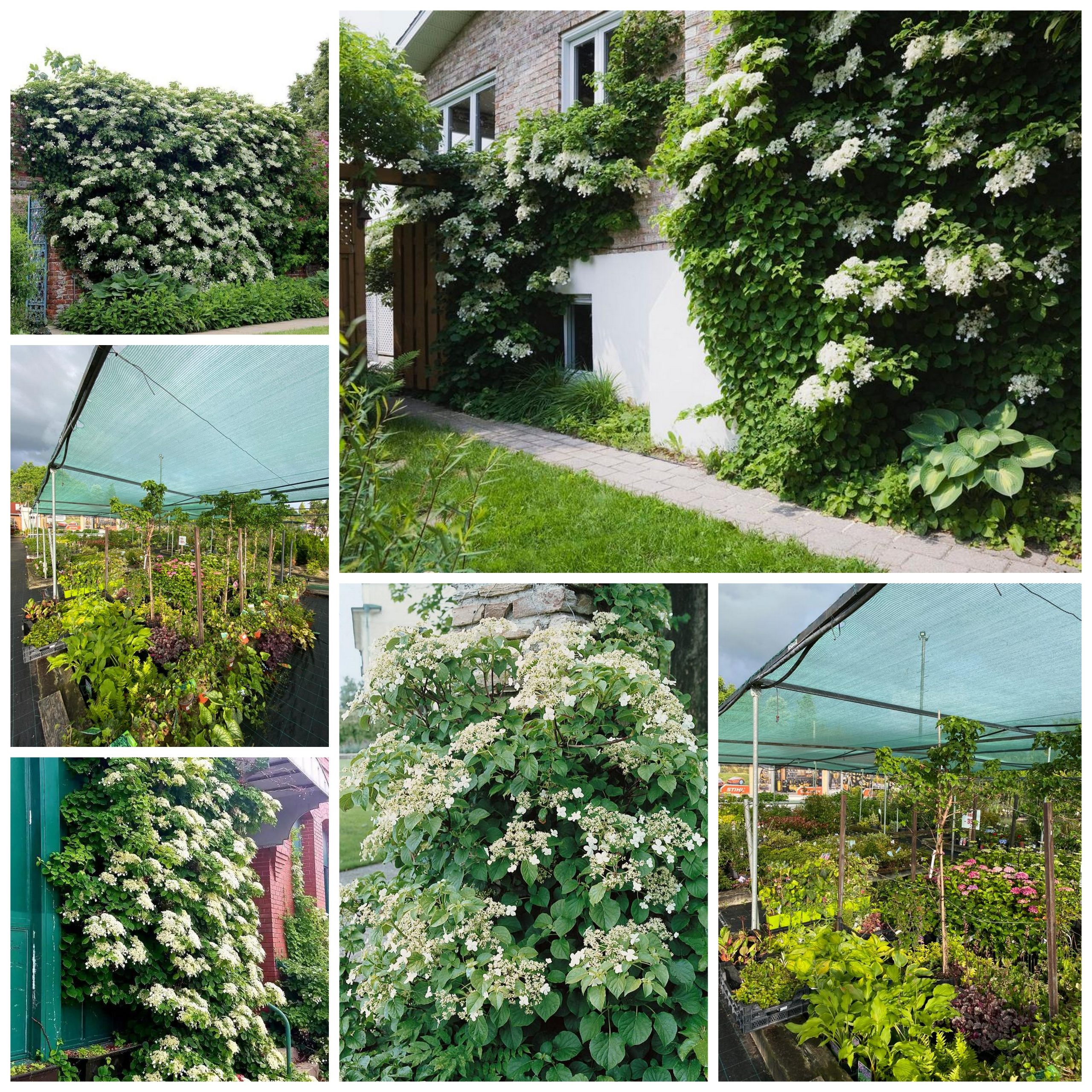 Hydrangea petiolaris - Hortenzia popínavá