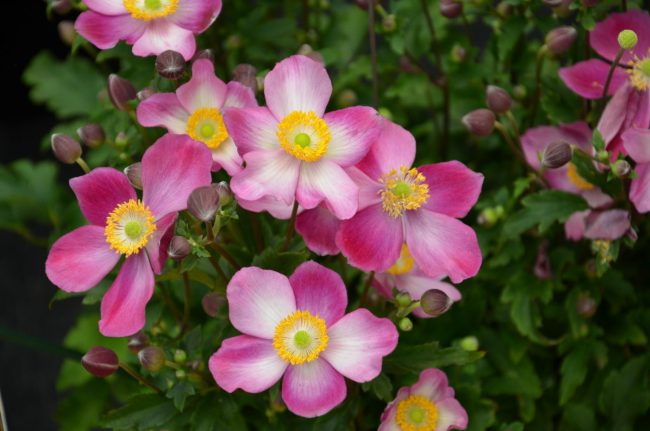Anemone-hupehensis-veternica-bega-trnava-8