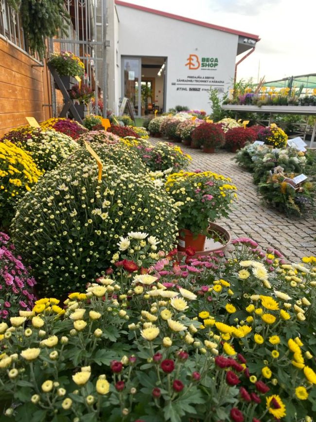 chryzantemy-bega-trnava-1
