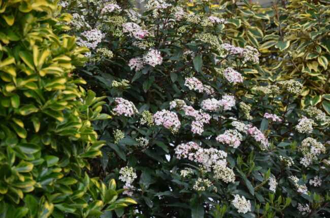 02 Viburnum tinus ‚Eva Price‘