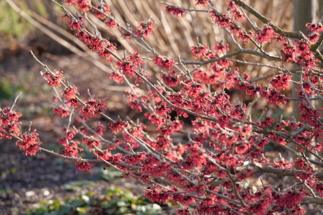 Hamamelis x intermedia ‚Ruby Glow‘