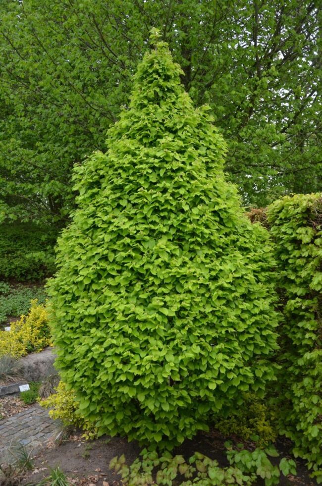 Carpinus monumentalis z
