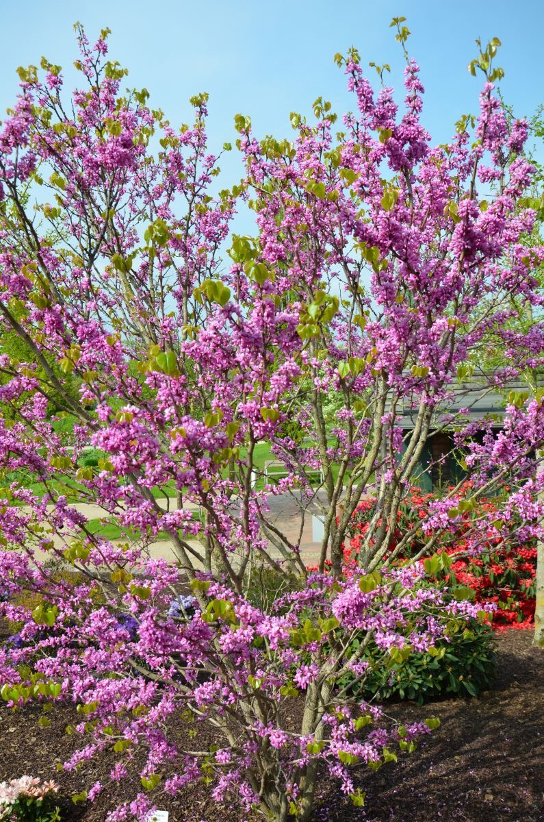 Cercis Avondale z
