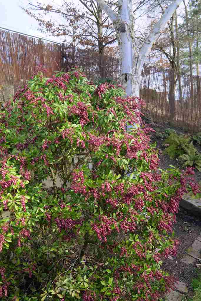 Pieris japonica 'Valley Valentine'